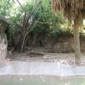 Gladys Porter Zoo 2010 - Yellow-backed Duiker exhibit