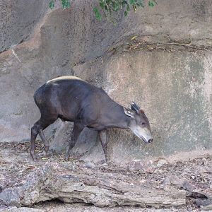 Gladys Porter Zoo 2010 - Yellow-backed Duiker