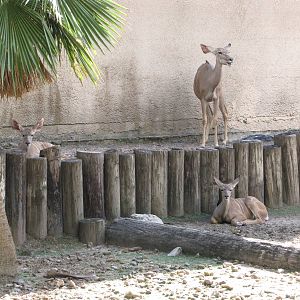 Gladys Porter Zoo 2010 - Greater Kudu