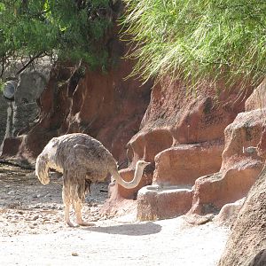 Gladys Porter Zoo 2010 - Ostrich