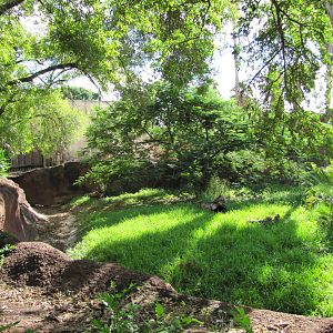 Gladys Porter Zoo 2010 - Jentinks Duiker exhibit