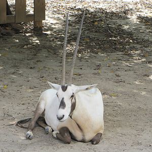 Gladys Porter Zoo 2010 - Arabian Oryx