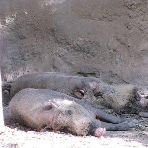 Gladys Porter Zoo 2010 - Bornean Bearded Pigs