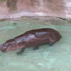 Gladys Porter Zoo 2010 - Pigmy Hippopotamus in the water