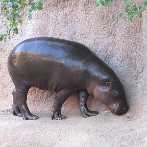 Gladys Porter Zoo 2010 - Pigmy Hippopotamus on land