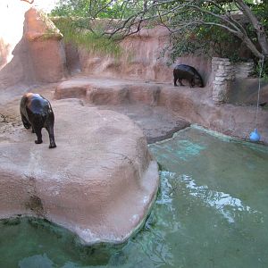 Gladys Porter Zoo 2010 - Part of the Pigmy Hippopotamus exhibit