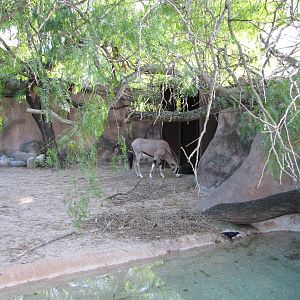 Gladys Porter Zoo 2010 - Part of the Beisa Oryx exhibit