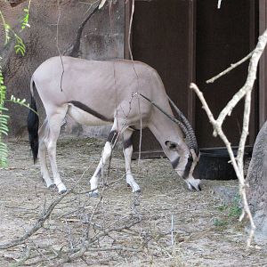 Gladys Porter Zoo 2010 - Beisa Oryx