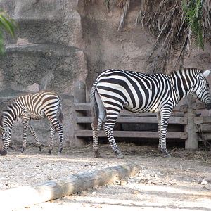 Gladys Porter Zoo 2010 - Grants Zebra and foal