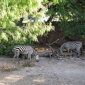 Gladys Porter Zoo 2010 - Part of the Grants Zebra exhibit