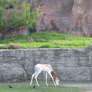 Gladys Porter Zoo 2010 - Addra Gazelle and African Lion