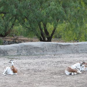Gladys Porter Zoo 2010 - Addra Gazelles