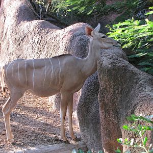 Gladys Porter Zoo 2010 - Greater Kudu looking over to the Jentinks duiker