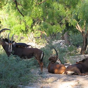 Gladys Porter Zoo 2010 - Sable Antelopes