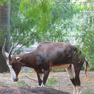 Gladys Porter Zoo 2010 - Bontebok