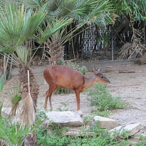 Gladys Porter Zoo 2010 - Mexican Red Brocket Deer