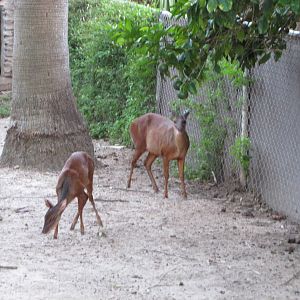 Gladys Porter Zoo 2010 - Mexican Red Brocket Deer