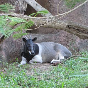 Gladys Porter Zoo 2010 - The last sight of the Gem of Brownsville
