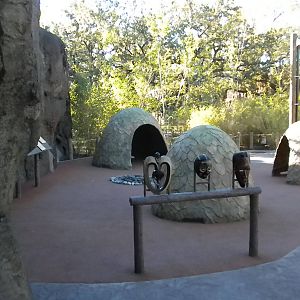 African Forest - Baka huts