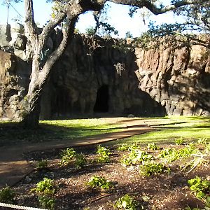 African Forest - Rock work and chimp cave