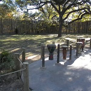 African Forest - drums