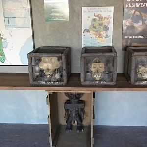 African Forest- Chimp interpretive area