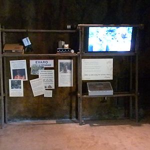 African Forest- Chimp interpretive area