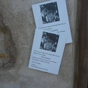 African Forest - Koolookamba posters