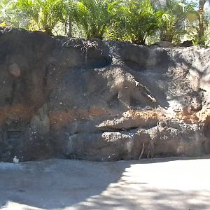 African Forest - Koolookamba