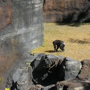 African Forest - Chimps