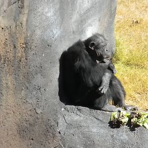 African Forest - Chimps