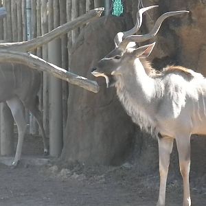 African Forest - Greater Kudu