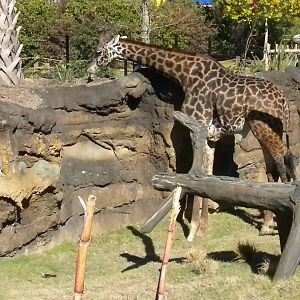 African Forest - Masai Giraffe
