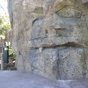 African Forest - Koolookamba