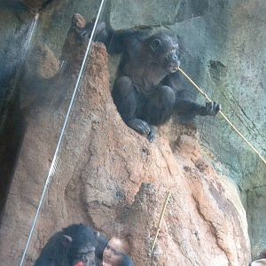 African Forest -Chimps