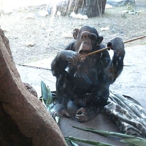 African Forest -Chimps