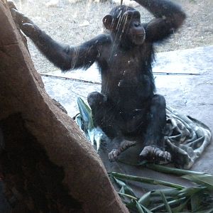 African Forest -Chimps