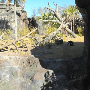African Forest -Chimps