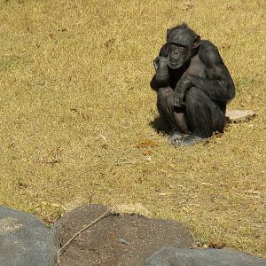 African Forest -Chimps