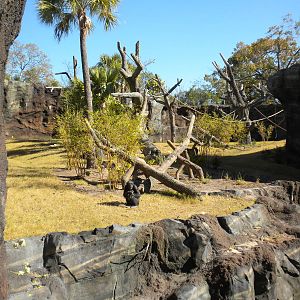 African Forest -Chimps