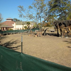 African Forest - White Rhino and Kudu