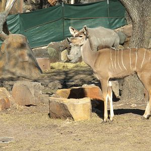 African Forest - White Rhino and Kudu