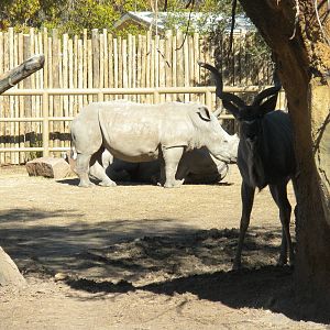 African Forest - White Rhino and Kudu