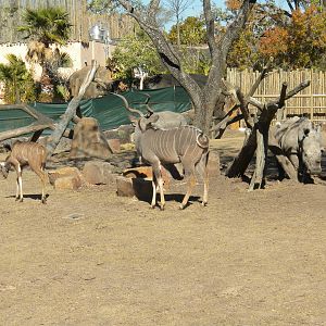African Forest - White Rhino and Kudu