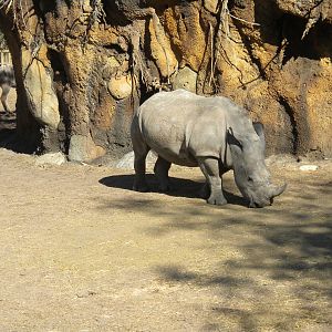 African Forest - White Rhino and Kudu