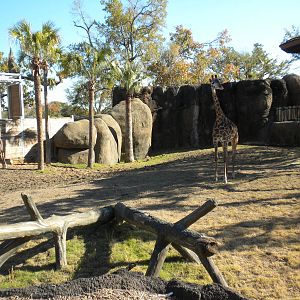 African Forest - Masai Giraffes