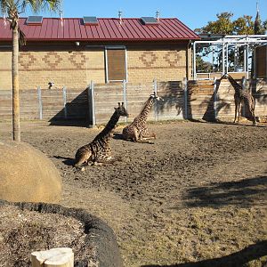 African Forest Masai Giraffes