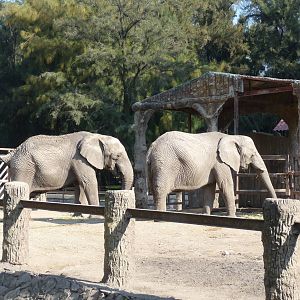 african elephants zooleon