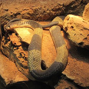 San Antonio Zoo 2010 - Egyptian Cobra in Africa Live