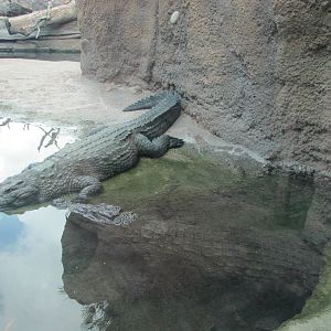 San Antonio Zoo 2010 - Nile Crocodile in Africa Live